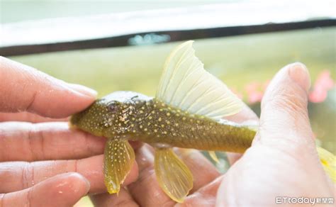 垃圾 魚|知識庫